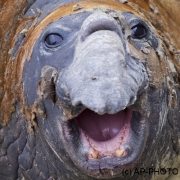 Southern elephant seal;Mirounga leonina