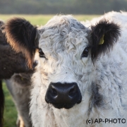 Cow