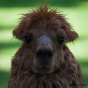 Alpaca