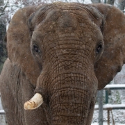 African bush elephant