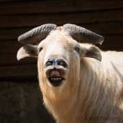 Golden Takin