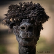 Alpaca