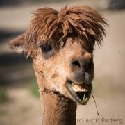 Alpaca