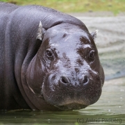 Pygmy hippopotamus
