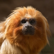 Golden Lion Tamarin