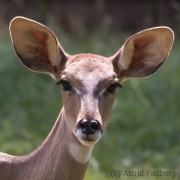 Lesser kudu