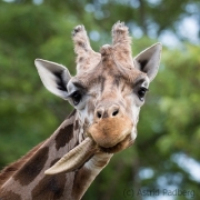 Baringo Giraffe