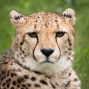 cheetah
