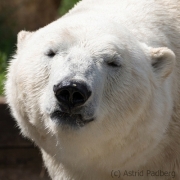 Polar Bear