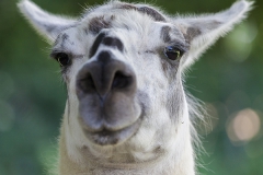 Llama;Lama glama