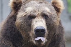 Brown bear, Ursus arctos