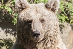 Syrischer Braunbär