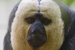 White-faced saki; Pithecia pithecia