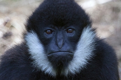 Schopfgibbon;White cheeked gibbon;Nomascus leucogenys