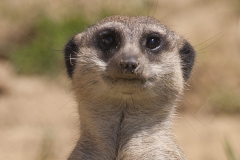 Meerkat, Suricata suricatta