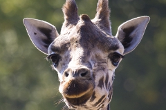 Giraffe, Giraffa camelopardalis