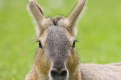 Patagonian mara, Dolichotis patagonum