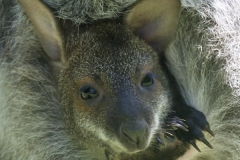 Red-necked wallaby