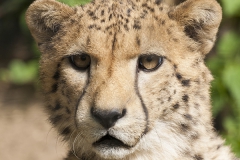 Cheetah, Acinonyx jubatus