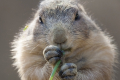 Prairie dog, Cynomys