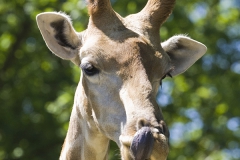 Giraffe, Giraffa camelopardalis