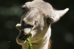 Guanaco, Lama guanicoe