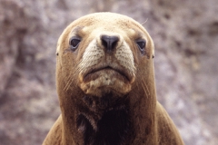 Arctic fur seal, Arctocephalus