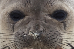 Southern elephant seal;Mirounga leonina