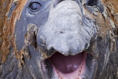 Southern elephant seal;Mirounga leonina