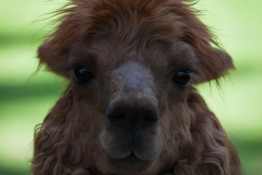 Alpaca