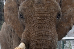African bush elephant
