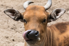 Banteng