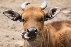 Banteng