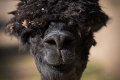 Alpaca