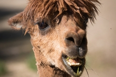 Alpaca
