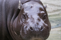 Pygmy hippopotamus
