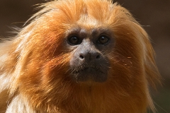Golden Lion Tamarin
