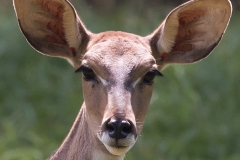 Lesser kudu