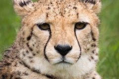 cheetah