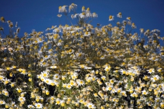 Laguna Nimez, chamomille