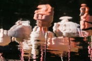 Flamingos