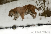 Tiger in Winter, Zoo Wuppertal