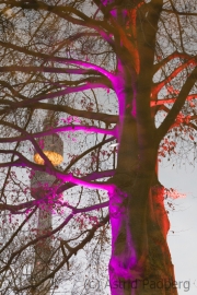 Tree and tower reflecting in lake, Germany