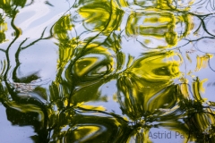 Just water and reflecting leafes, Wupper, Germany