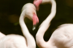 Flamingos