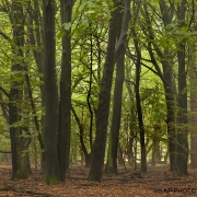 Woodlands, Naturpark Wildeshausener Geest
