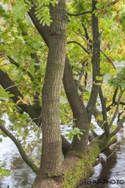 Woodlands, Ahlhorner Fischteiche