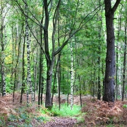 Woodlands, Ahlhorner Fischteiche