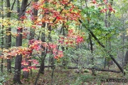 Woodlands, Ahlhorner Fischteiche