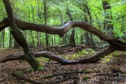 Woodlands, Naturpark Wildeshausener Geest